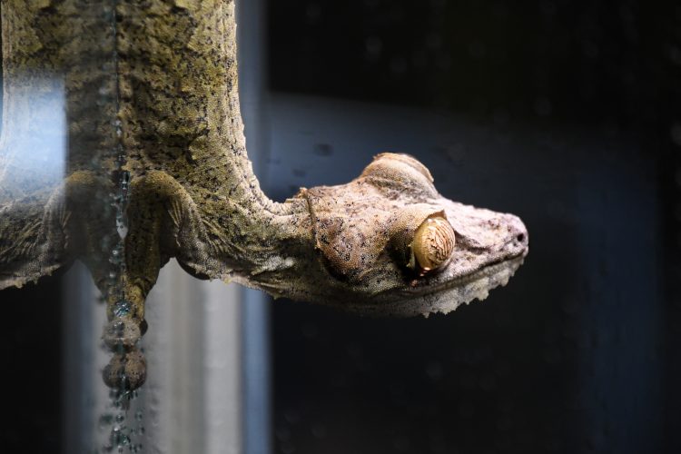 Reptiland staff confront challenges of closure News, Sports, Jobs